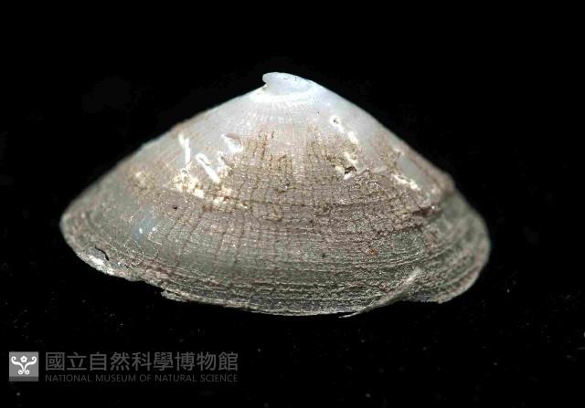 未知種深海笠螺藏品圖，第2張