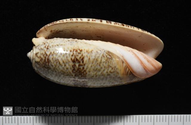 金唇榧螺藏品圖，第2張