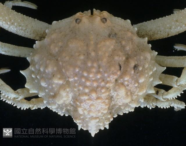 仿泡粒長螯蟹藏品圖，第2張
