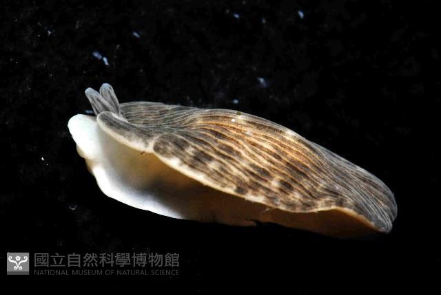 條紋片鰓海蛞蝓藏品圖，第2張