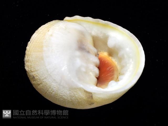 白肋蜑螺藏品圖，第2張