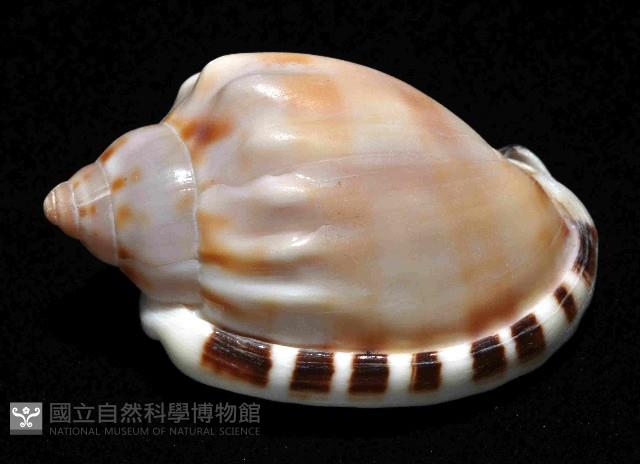 斑點小鬘螺藏品圖，第2張