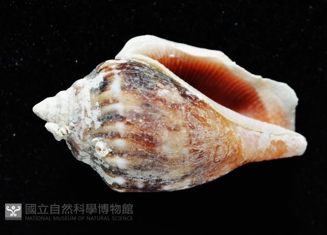 黑嘴鳳凰螺藏品圖，第2張