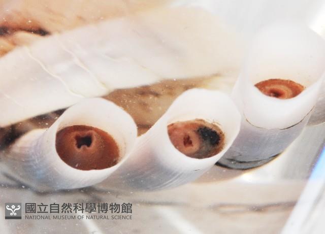 稜象牙貝之一種藏品圖，第2張