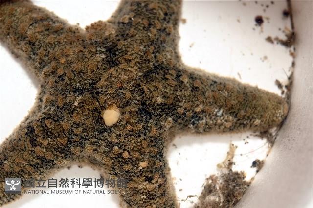 花冠海燕藏品圖，第2張