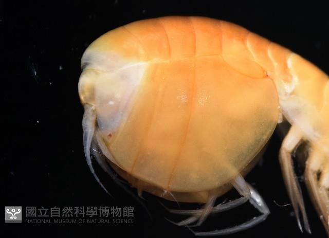 未知種隱首鉤蝦藏品圖，第2張