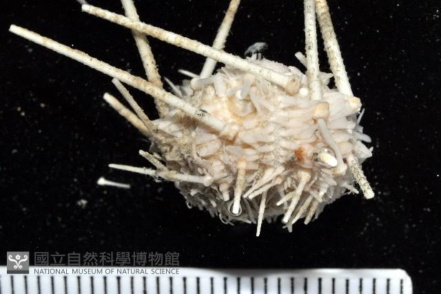 單色沙棱海膽藏品圖，第2張