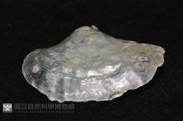 銀蛤藏品圖，第2張