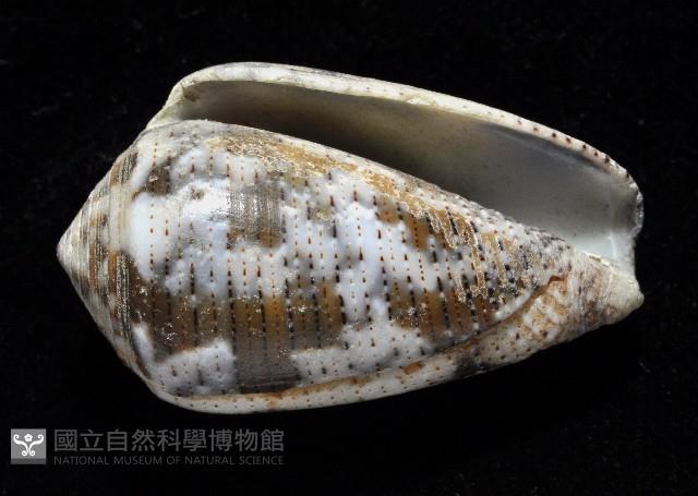 登錄號:006332-00034藏品圖，第2張