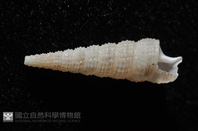 未知種左錐螺藏品圖，第2張