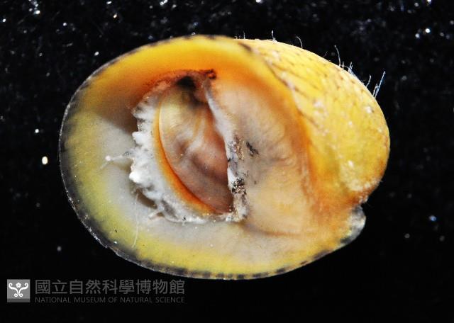火之島蜑螺藏品圖，第2張