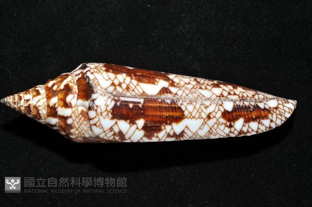 孟加拉芋螺藏品圖，第2張