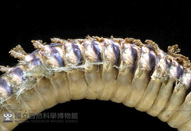 黃海毛蟲藏品圖，第2張