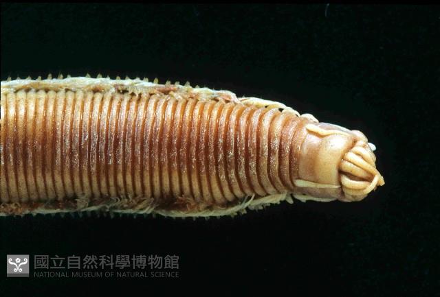 未知種磯沙蠶藏品圖，第2張