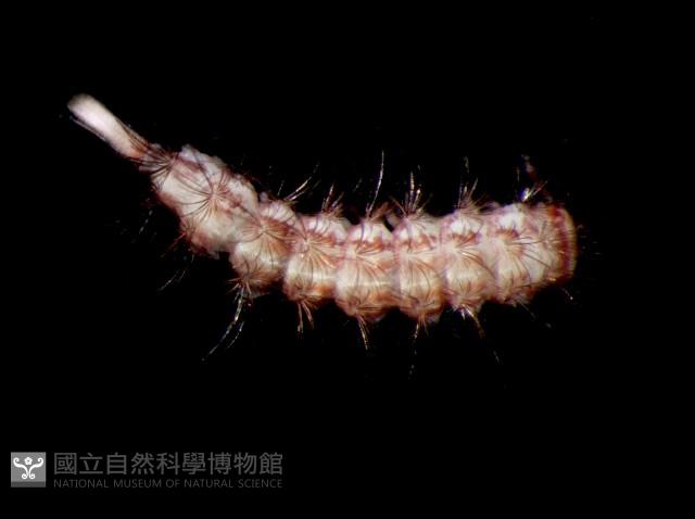 未知種毛馬陸藏品圖，第2張