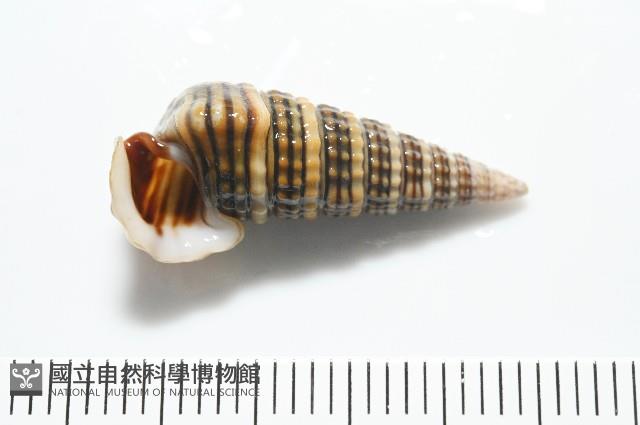栓海蜷藏品圖，第2張