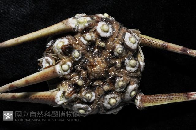 斑襟刺頭帕藏品圖，第2張