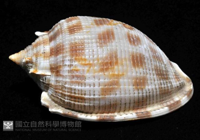 布紋鬘螺藏品圖，第2張