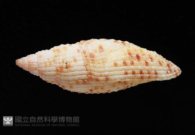 蝶斑筆螺藏品圖，第2張