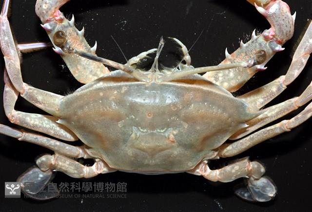看守長眼蟹藏品圖，第2張