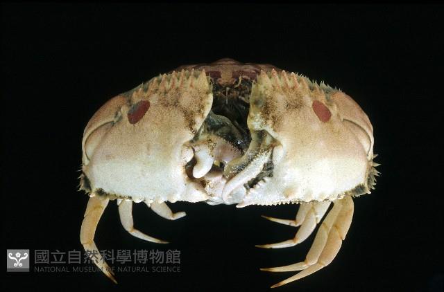 逍遙饅頭蟹藏品圖，第2張