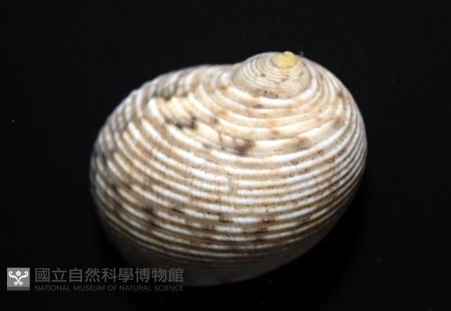 高腰蜑螺藏品圖，第2張