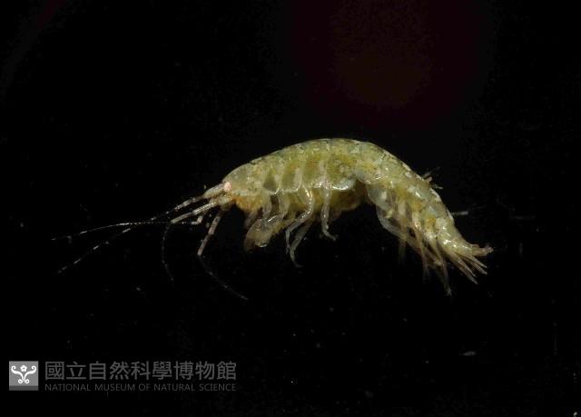 未知種端足類藏品圖，第2張