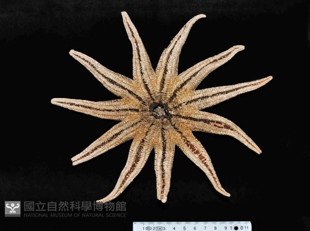 陶氏太陽海星藏品圖，第2張