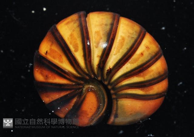 未知種球馬陸藏品圖，第2張