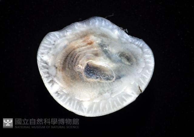 薄殼龜藤壺藏品圖，第2張