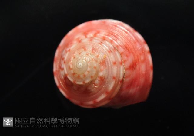微風蠑螺藏品圖，第2張