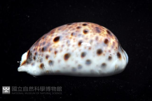 山貓寶螺藏品圖，第2張