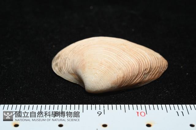 皺肋文蛤藏品圖，第2張