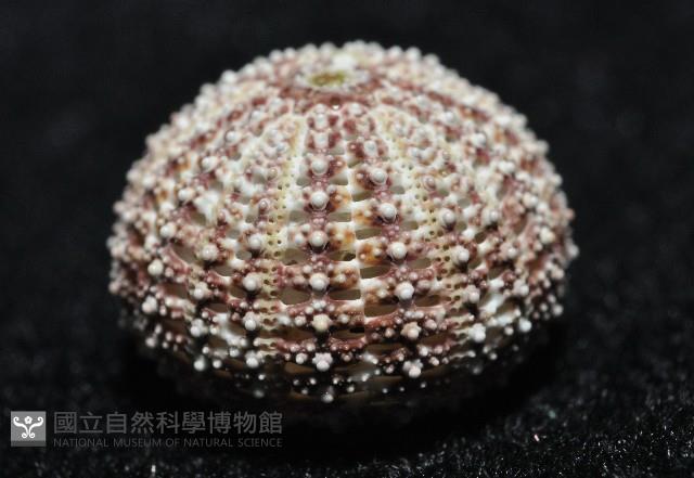 秀麗刻孔海膽藏品圖，第2張