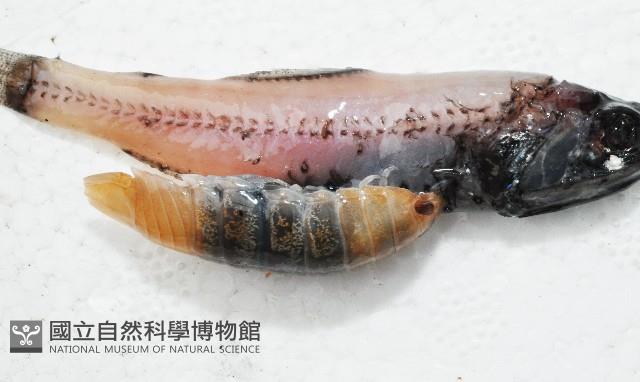 道氏紡錘水虱藏品圖，第2張
