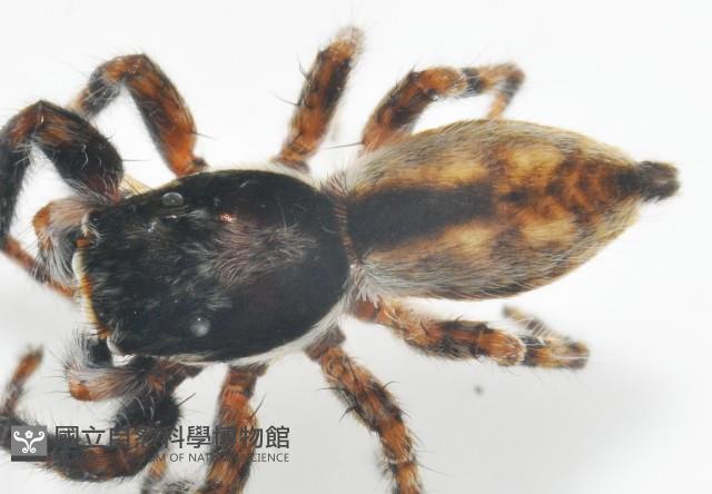 雙帶扁蠅虎藏品圖，第2張