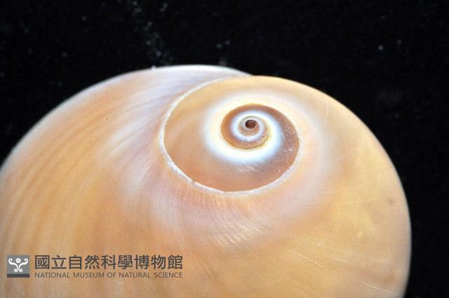 未知種扁玉螺藏品圖，第2張