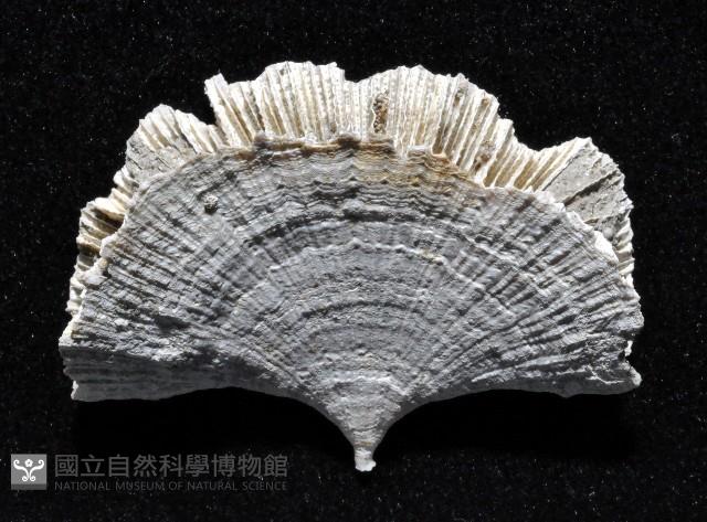 雀尾扇形珊瑚藏品圖，第2張