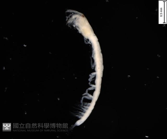 刻印擬島原足蟲藏品圖，第2張