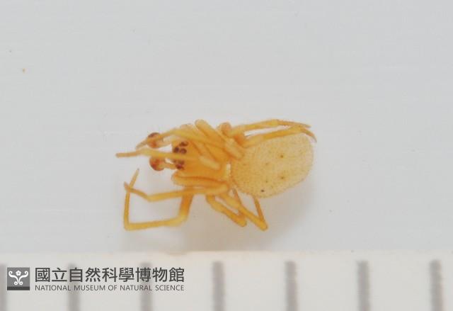 黃克羅蛛藏品圖，第2張