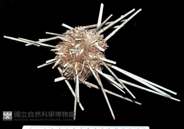 秀麗組頭帕藏品圖，第2張