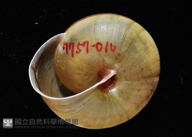 金崙栗蝸藏品圖，第2張