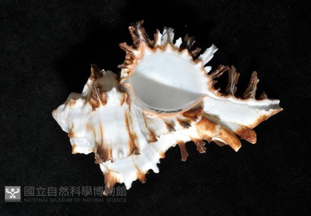 大千手螺藏品圖，第3張