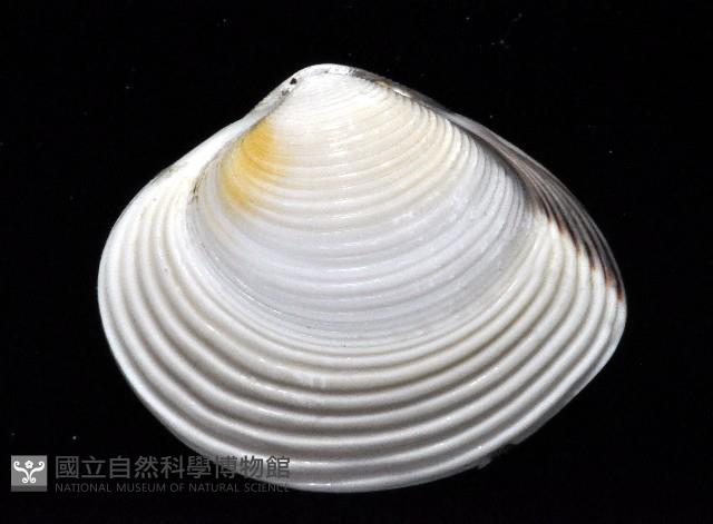 皺肋文蛤藏品圖，第2張