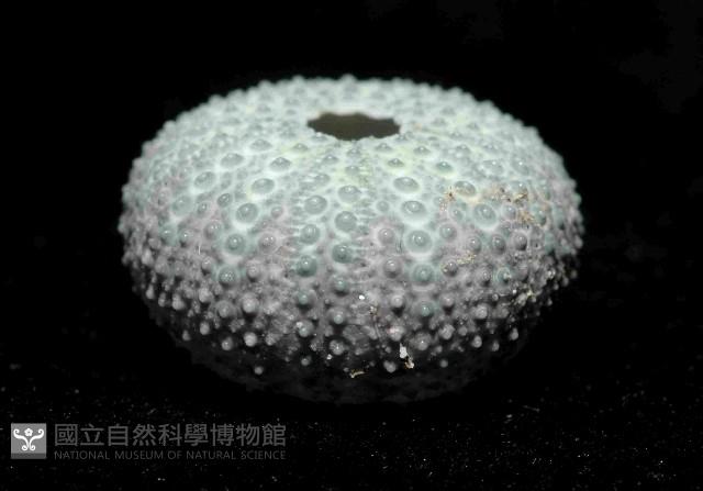紫叢海膽藏品圖，第2張
