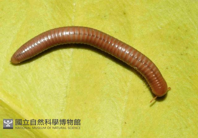 磚紅厚甲馬陸藏品圖，第2張