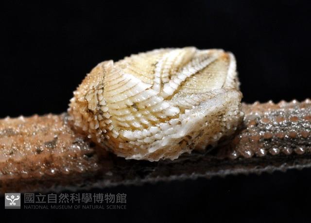信天翁紐曼花籠藏品圖，第2張
