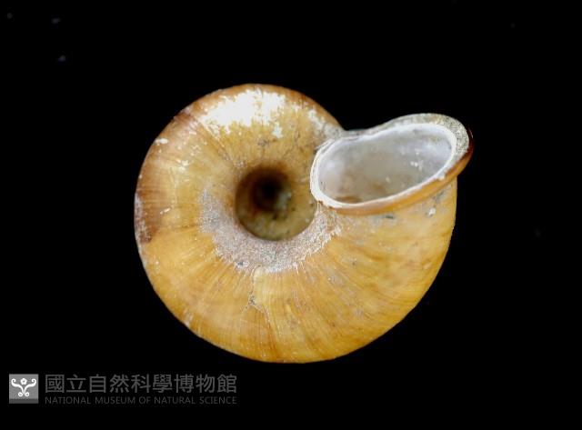闊唇臺灣山蝸牛藏品圖，第2張