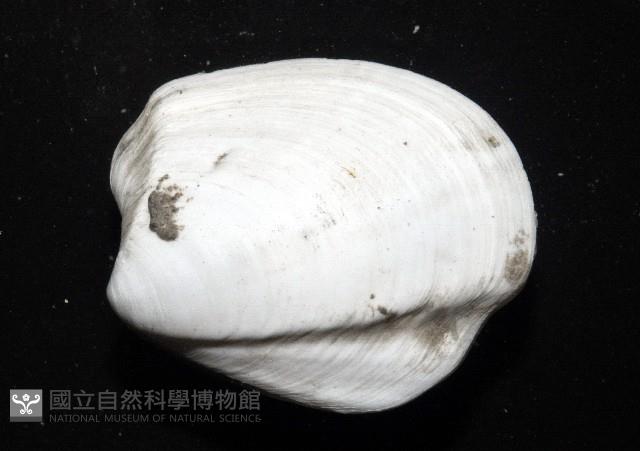 索足蛤藏品圖，第2張