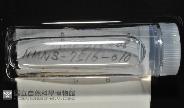 梧棲搓蟄蟲藏品圖，第2張